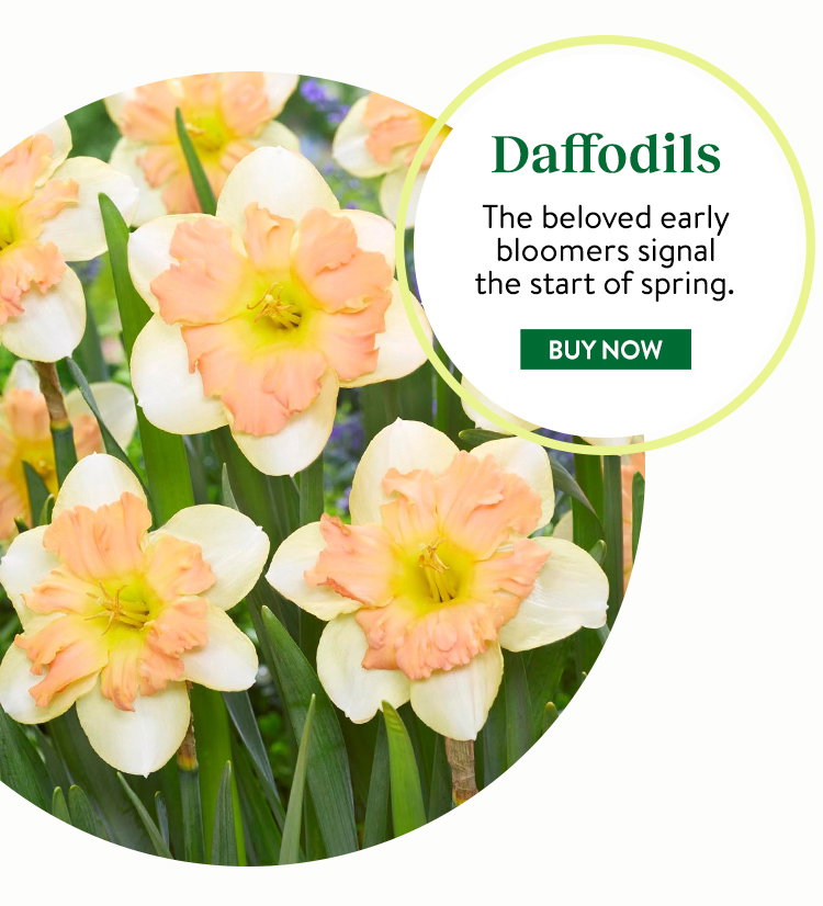 Daffodil Bulbs