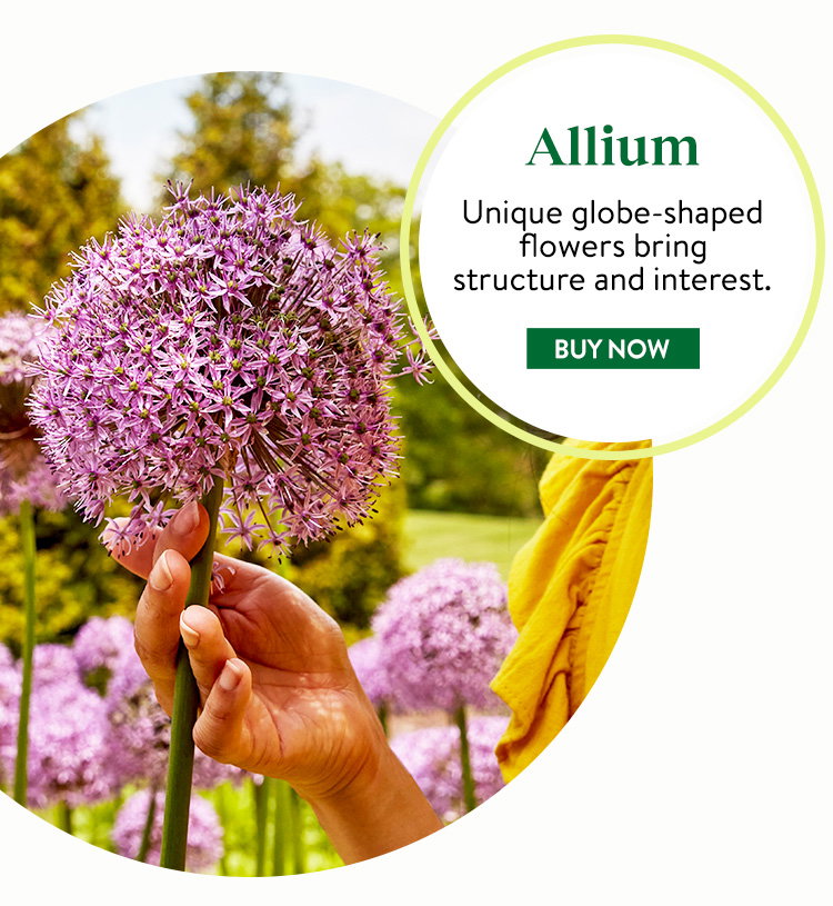 Allium Plants