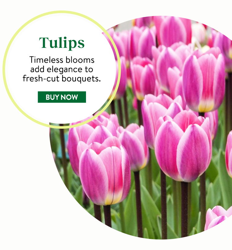 Tulip Bulbs
