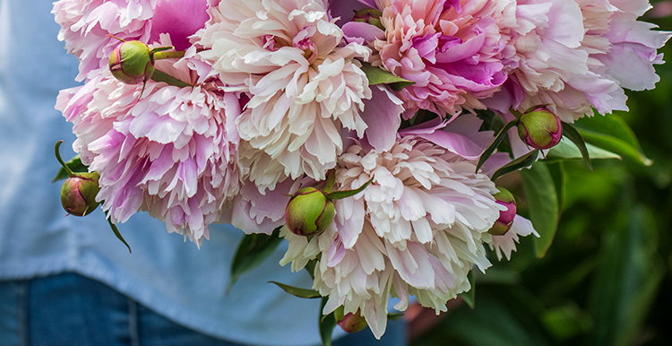 Peony Plants