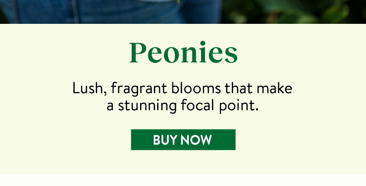 Peony Plants