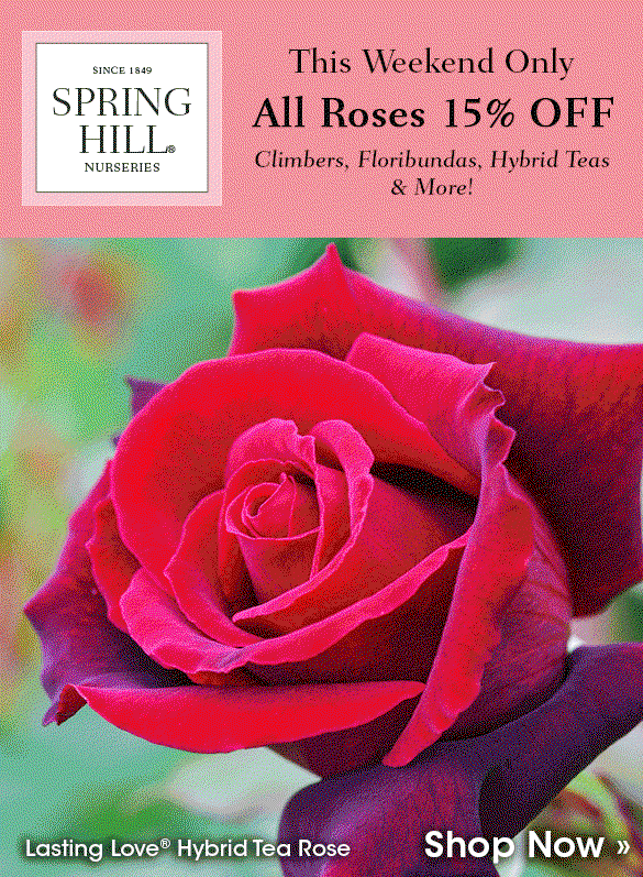 Back in Stock | Preorder Fall-Shipped Irises