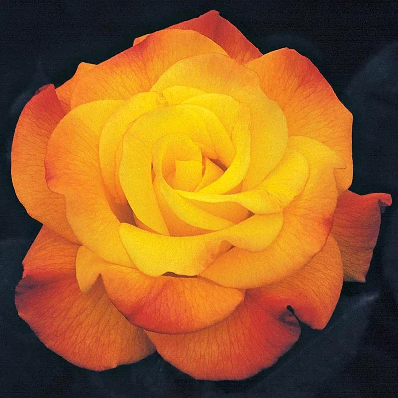 Rio Samba Hybrid Tea Rose
