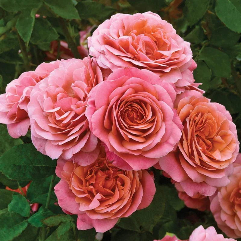 Uptown Girl™ Grandiflora Rose

