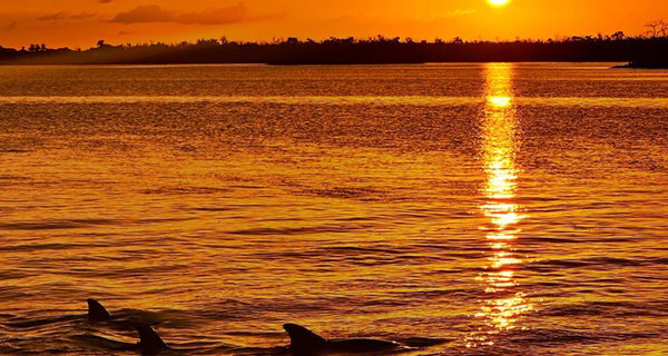 Breathtaking Sunsets on a Wildlife Cruise through San Carlos Bay