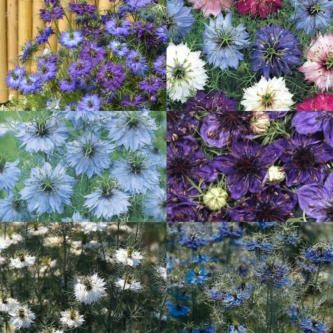 Nigella Plants