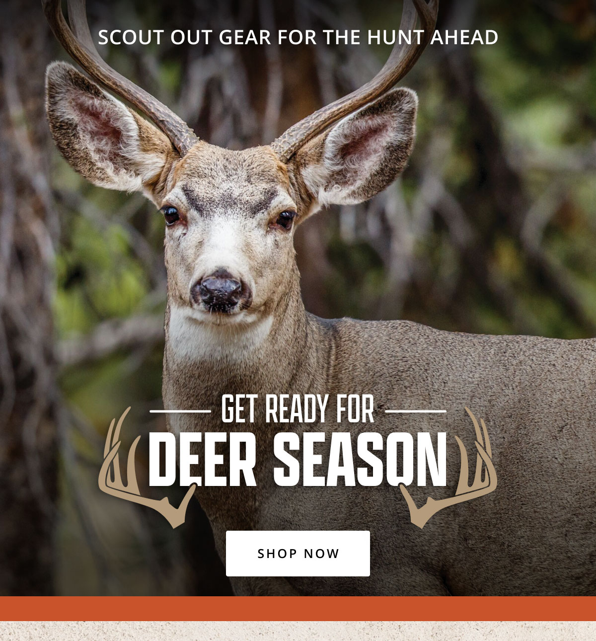 Season Ahead: Trail cameras. feeders, minerals 