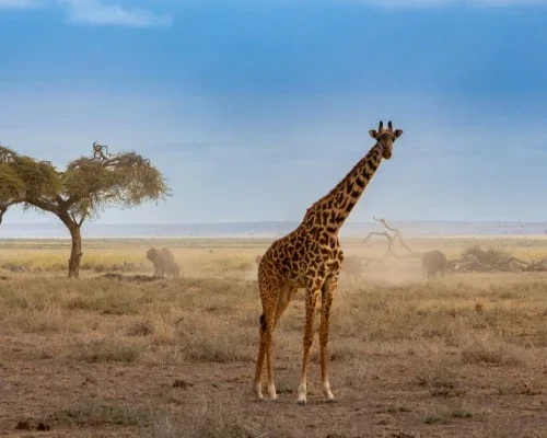 Kenya Safari Adventure