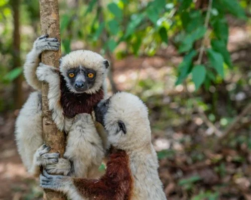 Wild Madagascar