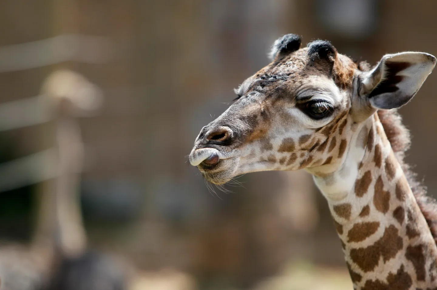 A giraffe at the Houston Zoo. Mayra Beltran/Houston Chronicle via Getty Images