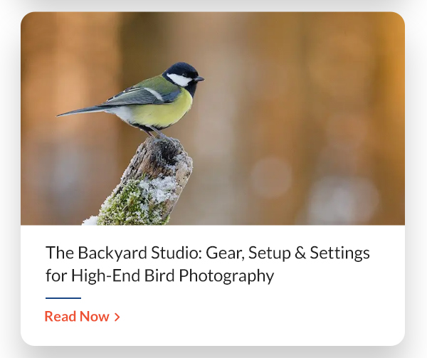 The Backyard Studio: Gear, Setup & Settings for High-End Bird Photography