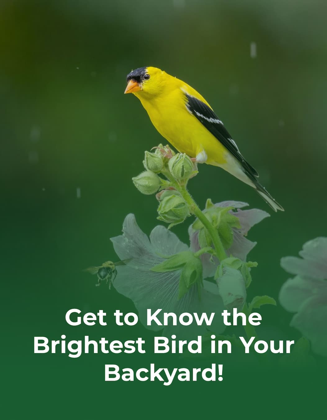 Get to Know the Brightest Bird in Your Backyard!