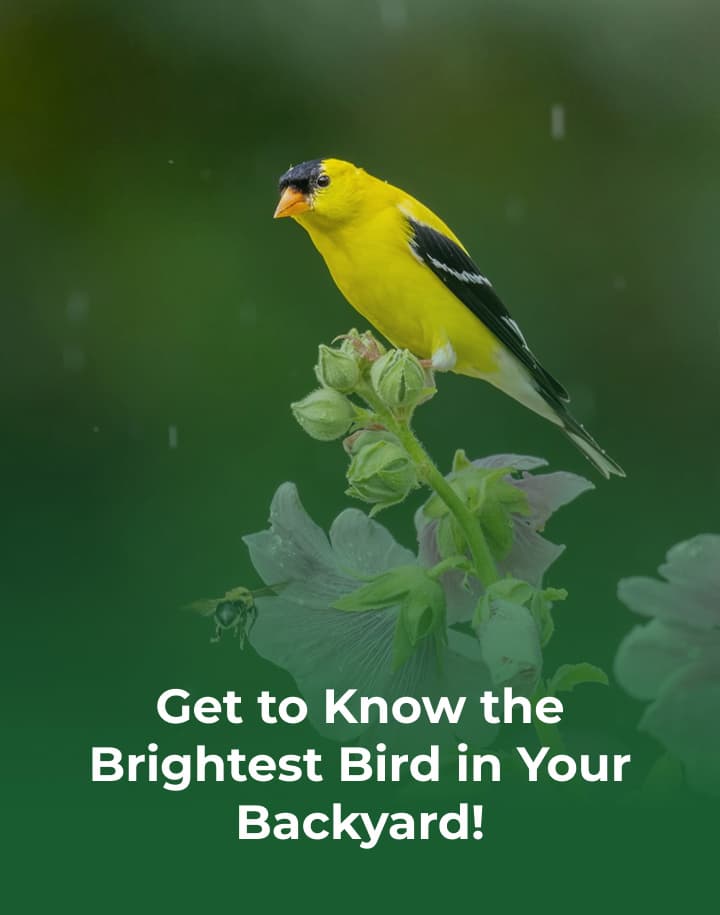 Get to Know the Brightest Bird in Your Backyard!