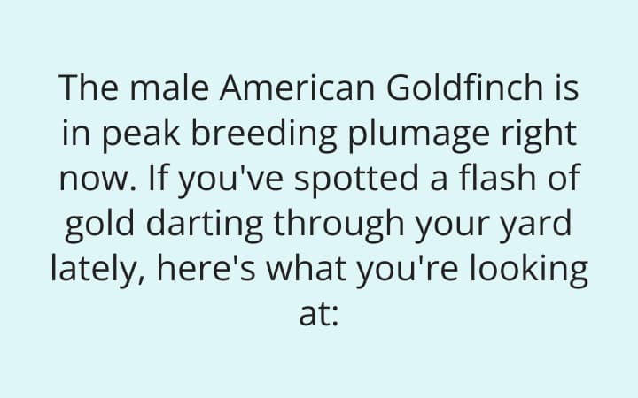 The male American Goldfinch is in peak breeding plumage right now