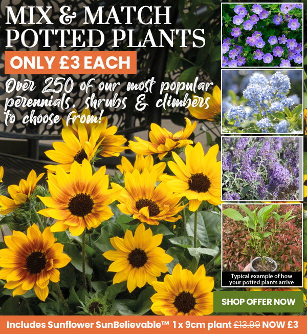 Mix & Match Potted Plants