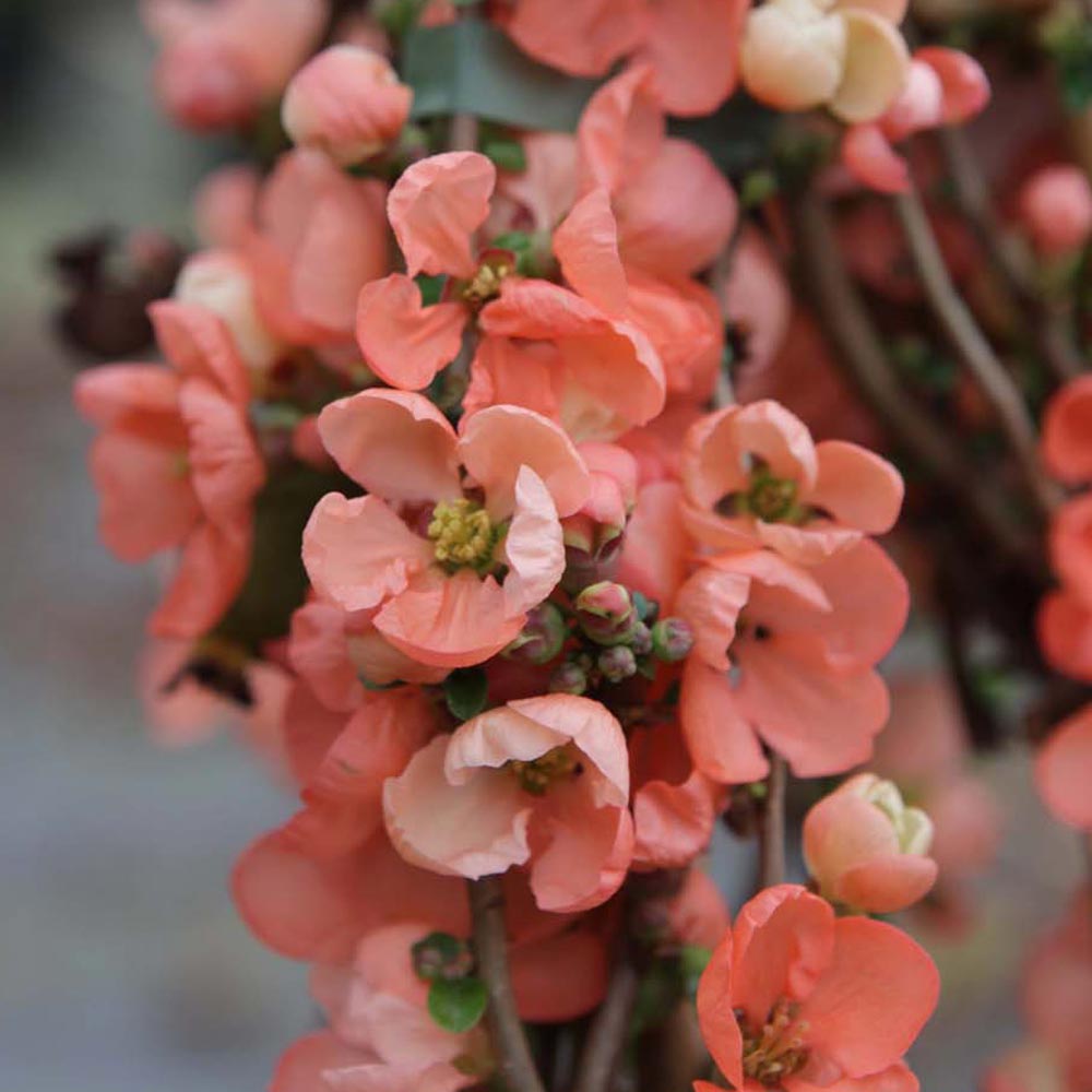Chaenomeles 'Salmon Horizon'