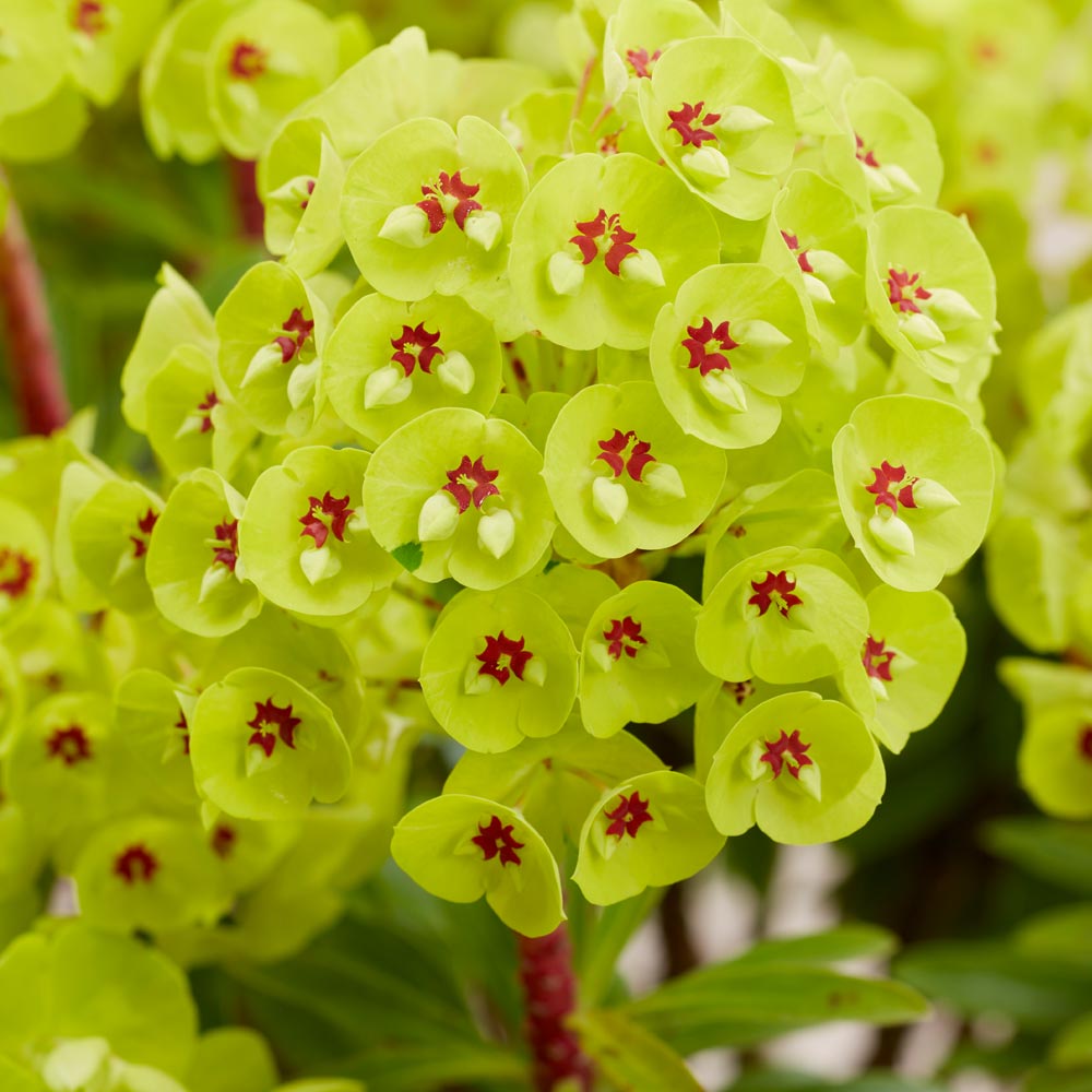 Euphorbia 'Little Treasure'