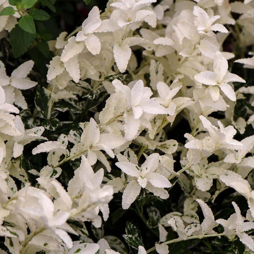 Euonymus 'Harlequin'