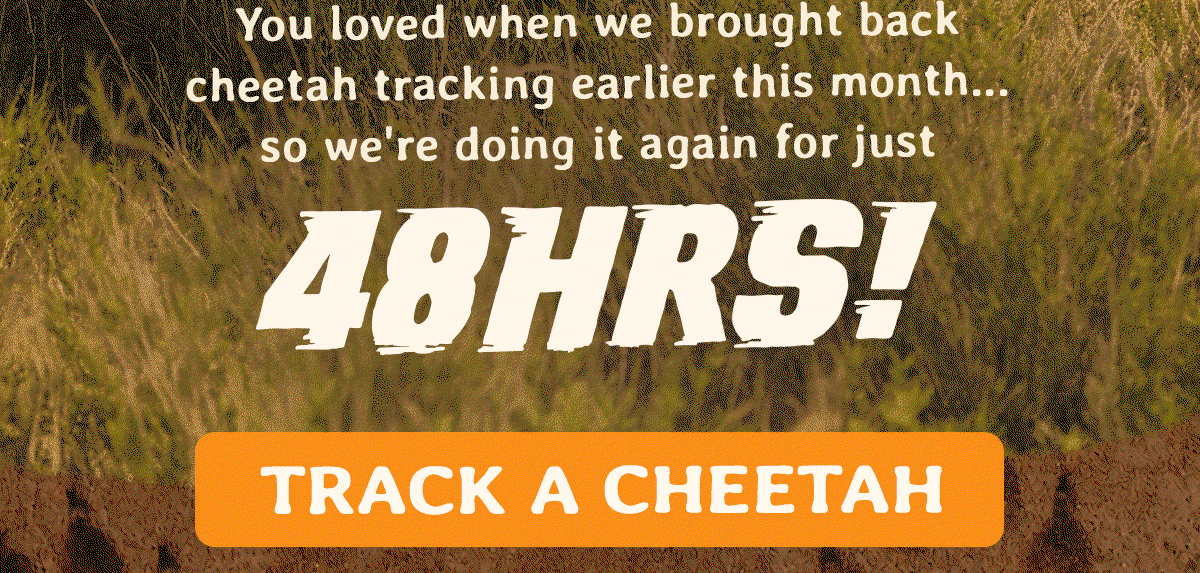 You loved when we brought back cheetah tracking earlier this month, so we are doing it again for just 48 hours. Do not miss your second chance to track one of the fastest animals on the planet.