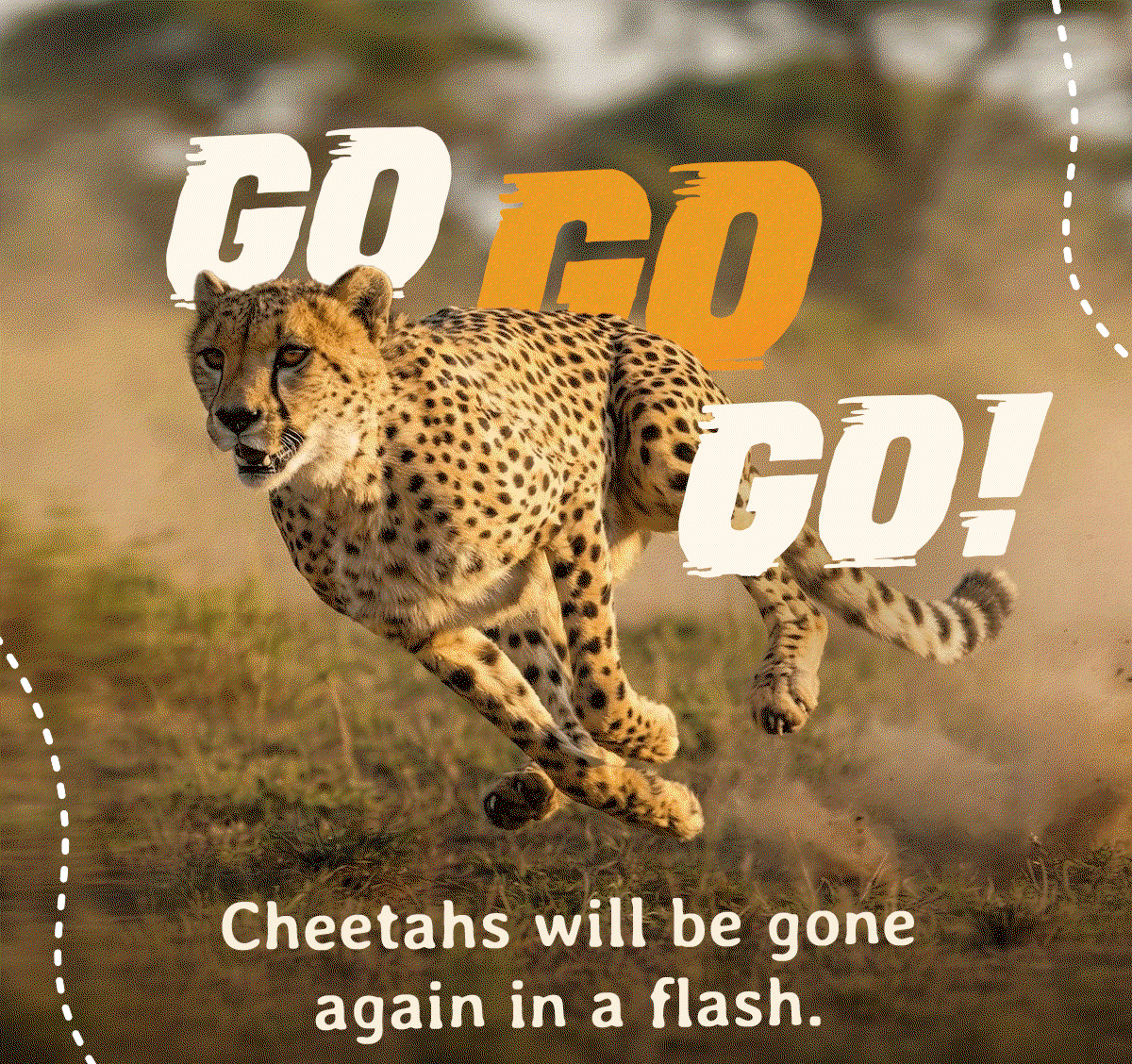 Go go go! Cheetah tracking and exclusive cheetah merch are both available for the next 48 hours only. This is your sign to stop scrolling and start tracking.