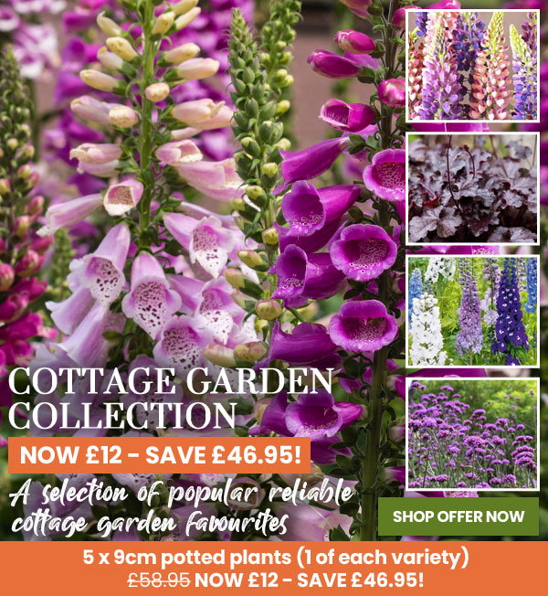Cottage Garden Collection