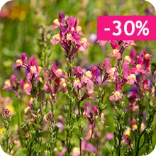 Linaria Nothern Lights