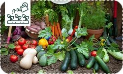 Potager : les 10 légumes indispensables à semer
