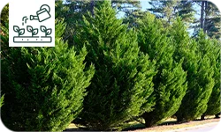 Brise-vue végétal : quelle plante ou arbre choisir ?