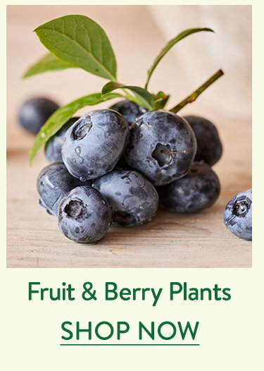 Fruit and Berry Plants
