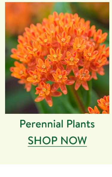 Perennial Plants