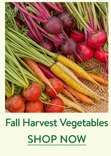 Fall harvest Vegestables