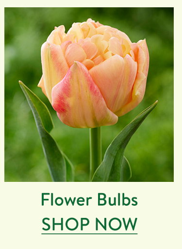 Flower Bulbs