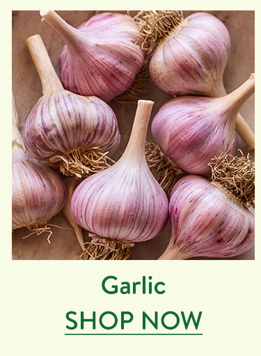 Garlic Bulbs
