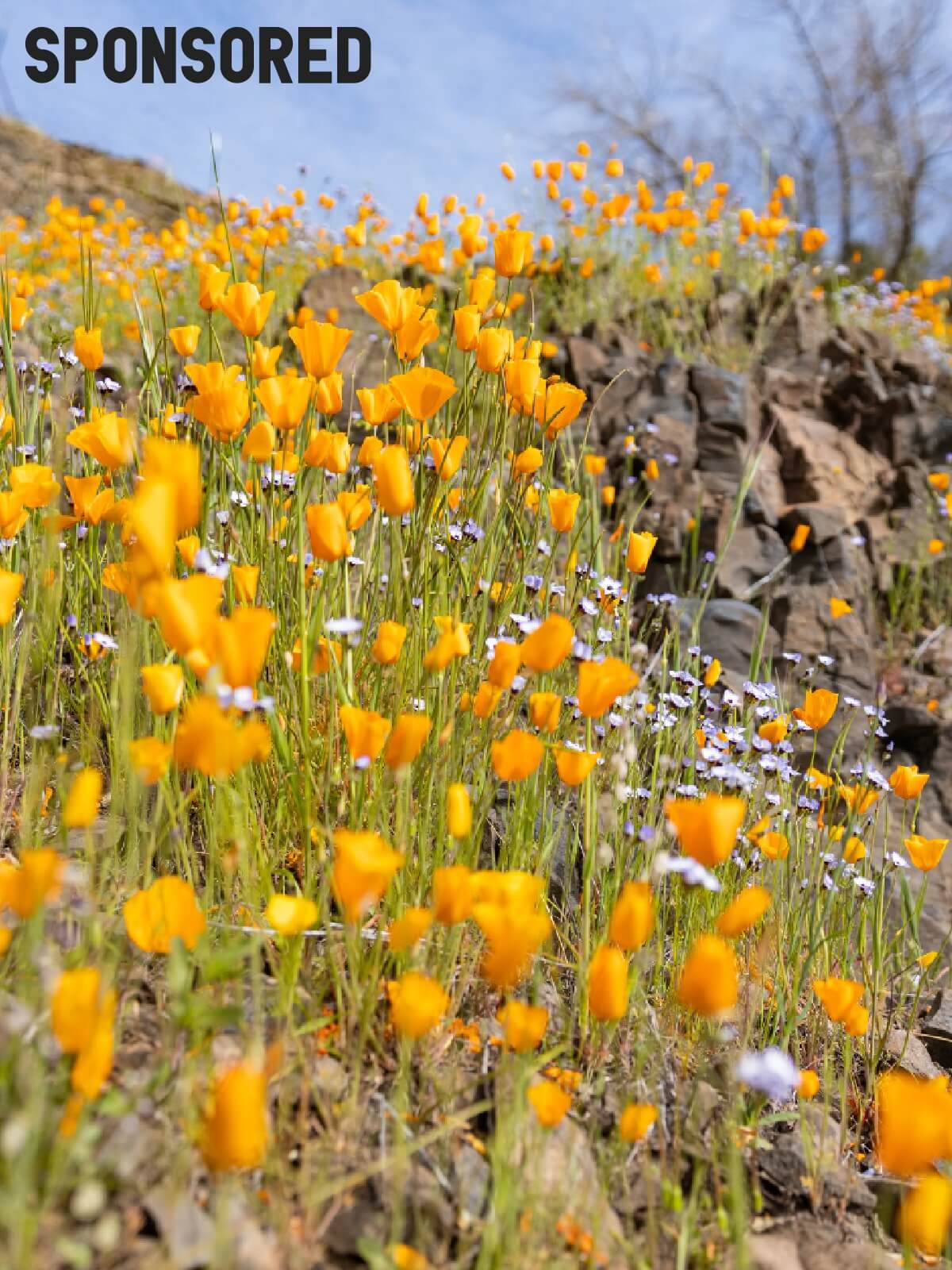 A Guide to California's Hidden Gem