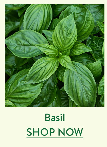Basil Seeds & Plants