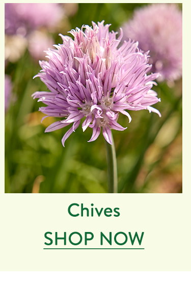 Chives Seeds & Plants