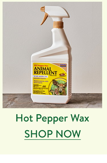 Hot Pepper Wax