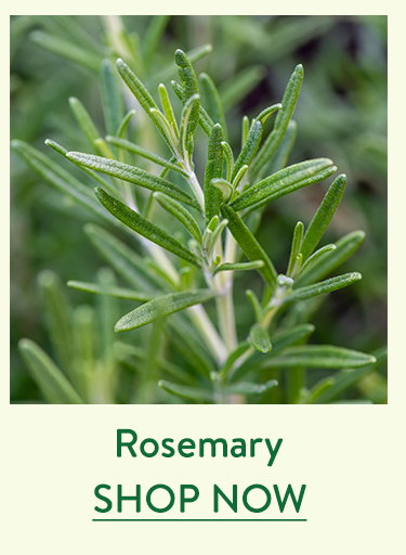 Rosemary Seeds & Plant