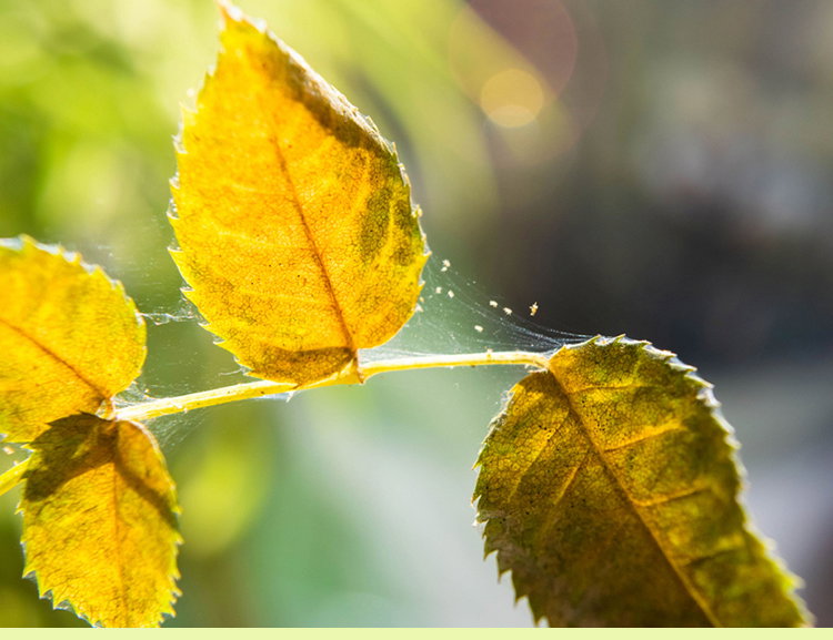 How to Prevent Pests in the Garden