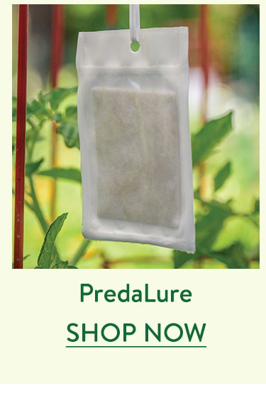 Predalure