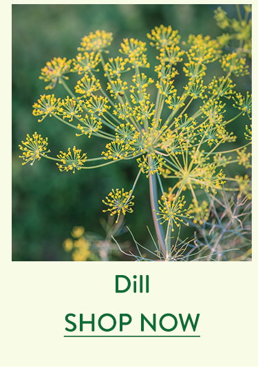 Dill Seeds & Plants