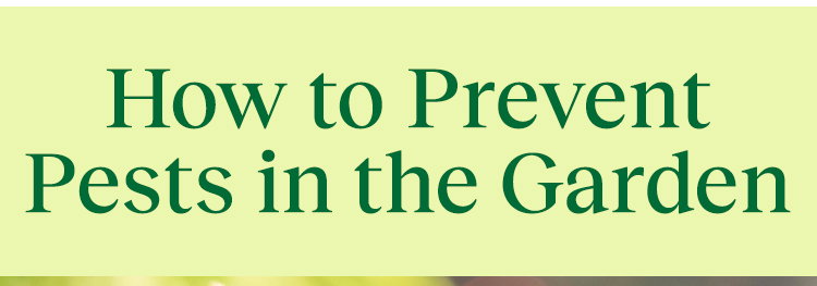 How to Prevent Pests in the Garden