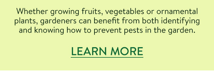 How to Prevent Pests in the Garden