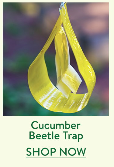 Cucumber Beetle Trap