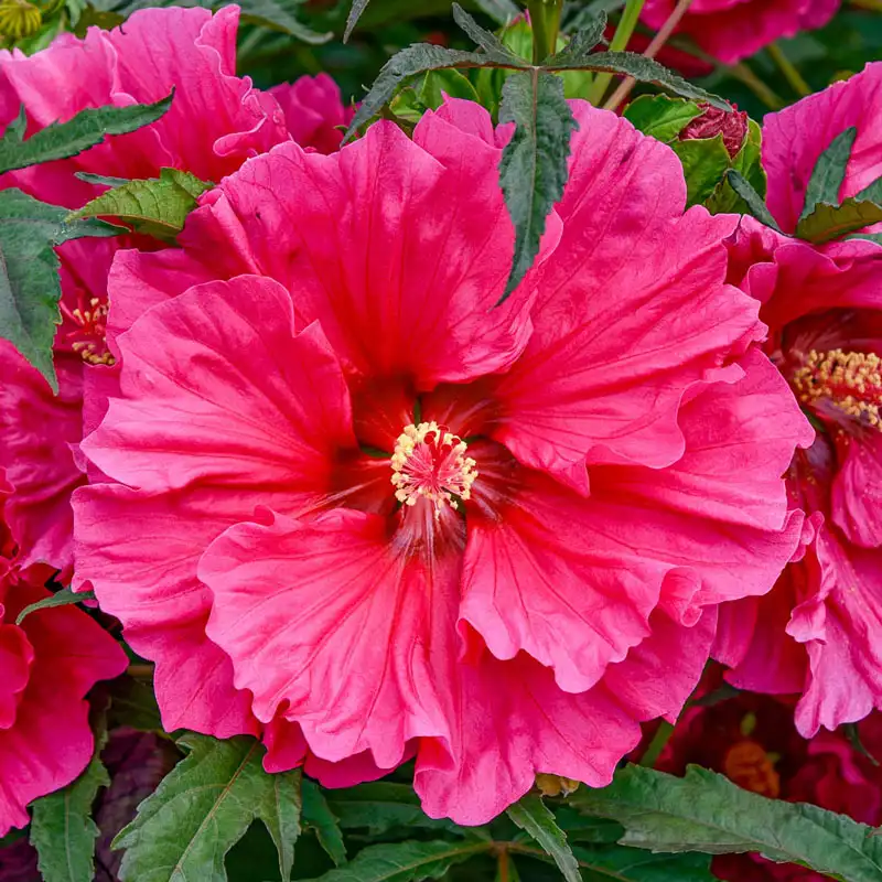 Watermelon Ruffles Hibiscus
