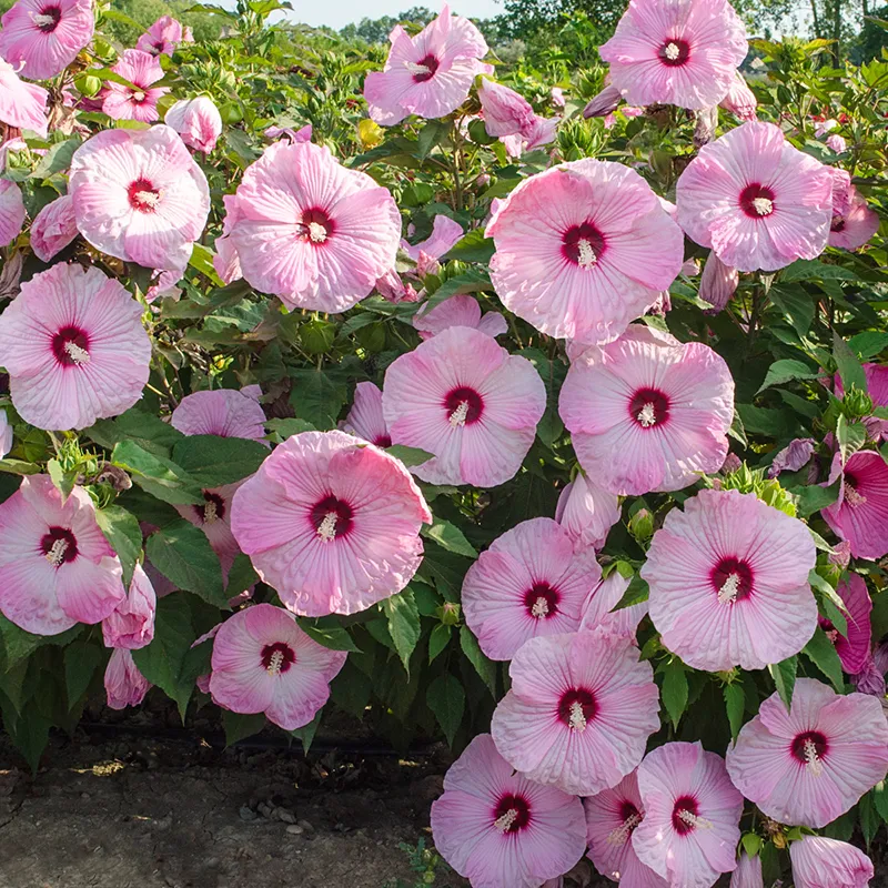 Eye Candy Hibiscus