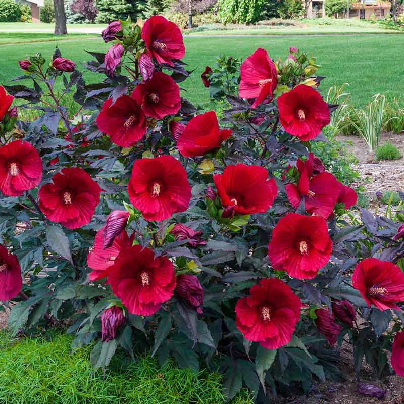 Midnight Marvel Hardy Hibiscus
