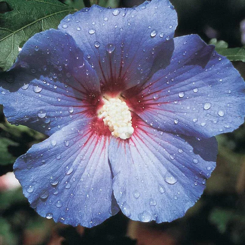 Blue Bird Rose of Sharon
