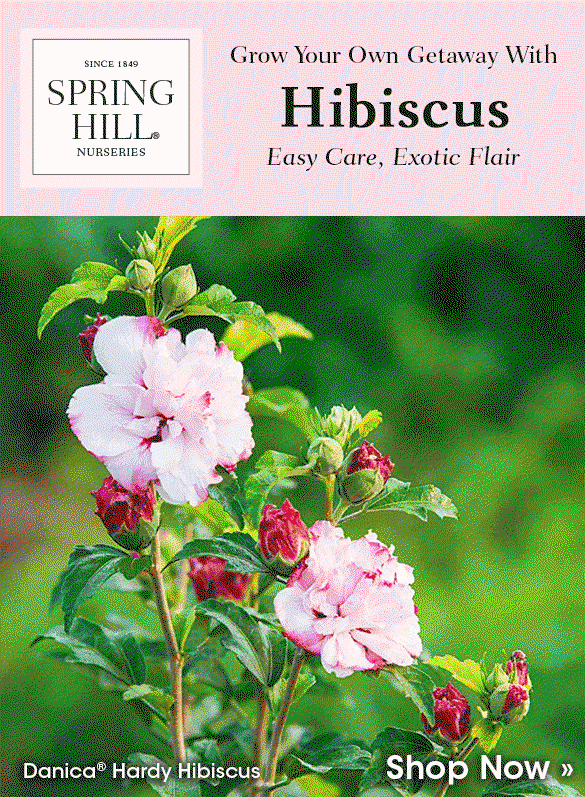 Shop Our Hibiscus Collection