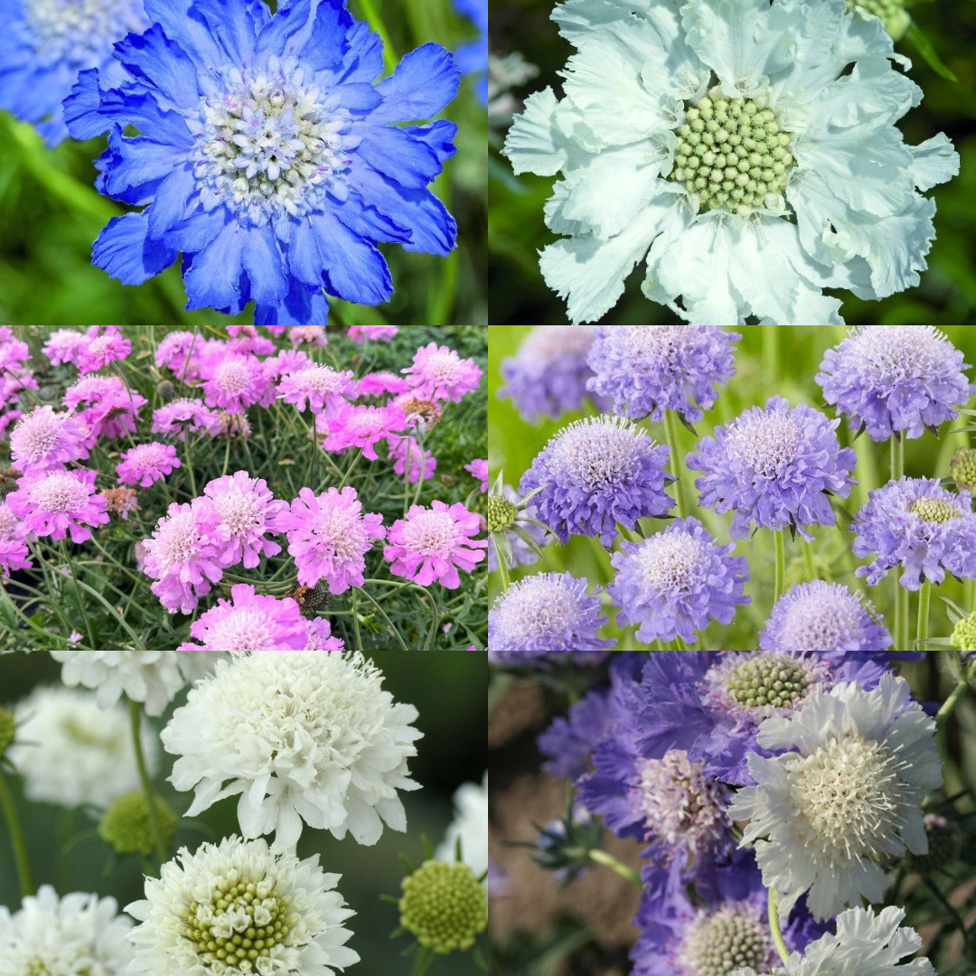 Scabiosa Plants